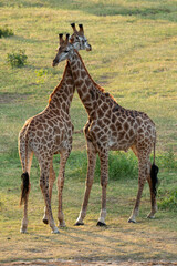 Girafe du Cap