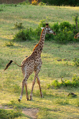 Girafe du Cap