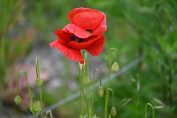 mak u polju © Ljiljana