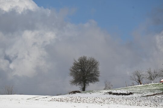 Lonely tree on a snowy hill at Mackov kamen peak on Jagodnja mountain, Serbia.