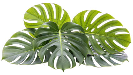 Monstera Leaves Arrangement on White Background
