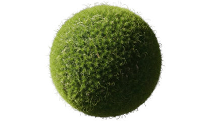 Moss Ball Isolated on White Background