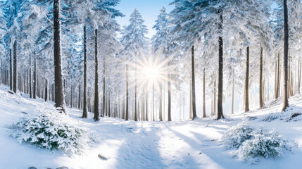 Bright winter sun star illuminating a snow covered evergreen forest with frosted spruce trees and long shadows