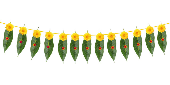 Indian festival thoranam of marigold flowers isolated on transparent background kungumam and mango leaf, hanging in entrance of house, reception, temple, functions, mall.