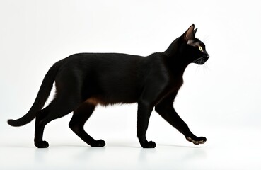 Black cat walks on white background. Studio shot of alone domestic animal. Pet walks to the left. Cat looks calm. Animal has yellow eyes. Side view of cute creature in studio