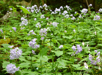 Lunaria rediviva blooms in the forest in spring