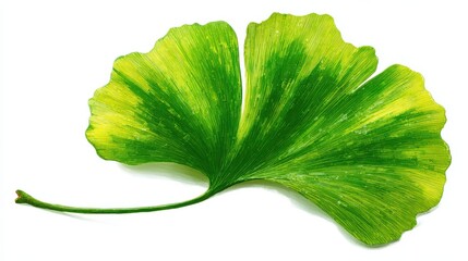 a single vibrant green ginkgo leaf isolated on a white background