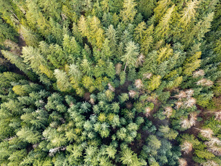 Aerial View Of Dense Forest Canopy In British Columbia, Canada For Stock Listing