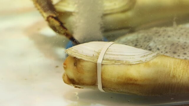Geoduck Panopea generosa clam in restaurant aquarium ready for chef preparation