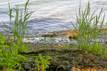 Shoreline with gentle waves and green reeds at Kollund Wassersleben fjord