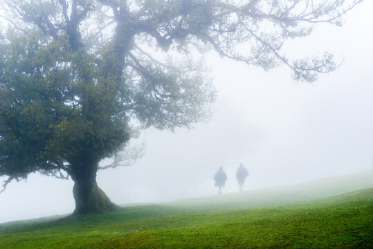Misty landscape with trees in bosque de fanal