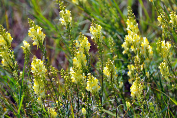 Linaria vulgaris blooms in nature