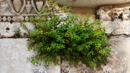 Plant, detail, tiny-leafed, growing in crevice of ancient stone wall