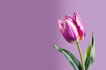 Obraz premium Tulip, bouquet of flowers, Spring holiday, Happy Easter, International Women's Day. an illustration. A banner for registration. artificial intelligence generator, AI, neural network image. background 