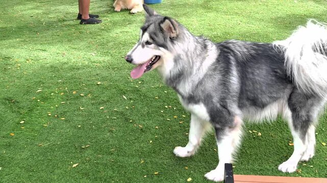Happy husky dog standing on green grass at a pet park, playful outdoor moment with other dogs, fluffy fur, summer daylight, active lifestyle, trending pet video content.