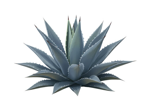 Detailed vector illustration of a robust, glaucous blue-grey Agave americana with sharp spines, grounded among beige desert stones against a transparent background, concept for luxury artisanal