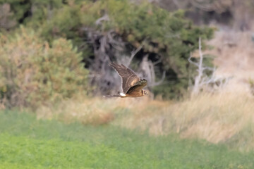 Pallid Harrier (Circus macrourus) Flying Over Farmland in Limassol, Cyprus