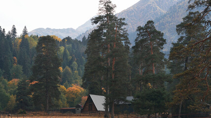 An eco-farm in a stunning pine forest among rocky mountains. Arkhyz. Taulu Glade. Tourism. Autumn. © ROMAN DZIUBALO