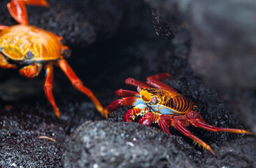 Brightly coloured sally light-foot or graspus graspus crab among rocks