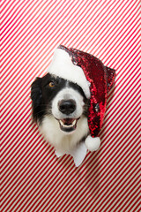 Pet christmas. Border collie dog wearing a santa claus hat with happy expression face and peeking through a torn paper hole on a red striped background, creating a stunning.