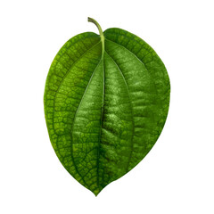 Large Betel Leaf Highlighted &ndash; Tropical Plant Isolated