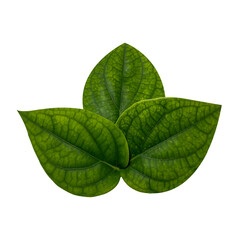 Obraz premium Layered Betel Leaves Stack – Fresh Botanical Isolated