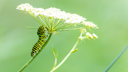 Swallowtail caterpillar or Papilio machaon britannicus on stem of favorite food the wild carrot or Queen Anne's Lace