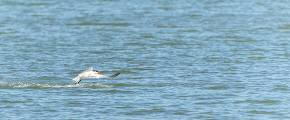 Caspian tern or Hydroprogne caspia skimming across top of water
