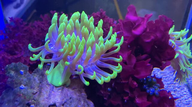 Close-up of a vibrant, fluorescent green long-tentacle anemone (LTA) glowing brightly among purple and magenta corals in a saltwater reef aquarium