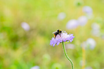 Bumblebee side view pollinating a  blue wildflower in field with specks of pollen attached over it body bokeh background.