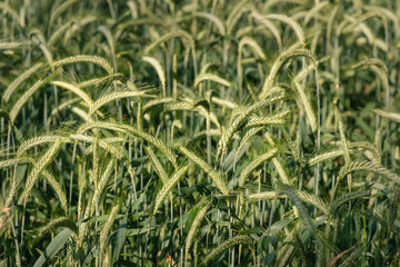Green cereal crops in the field in the middle of the summer
