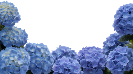 lush Hydrangea flower border. Isolated on transparent background, png