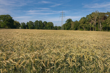 Cereal crops in the field in the middle of the summer