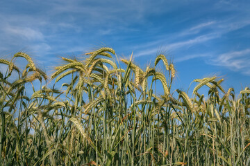 Green cereal crops in the field in the middle of the summer
