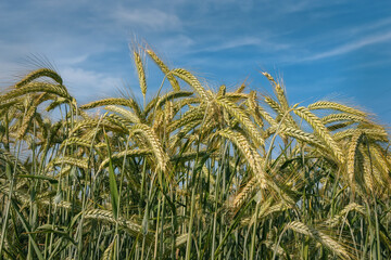 Green cereal crops in the field in the middle of the summer