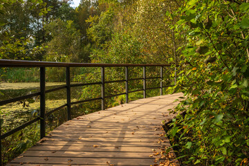 eco trail. wooden walkway curves around a tranquil pond, with vibrant green trees reflecting in the still water. The scene is illuminated by warm autumn sunlight. Sestroretskoye swamp