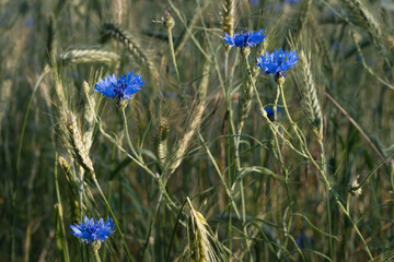 Blue cornflowers in the field if rye