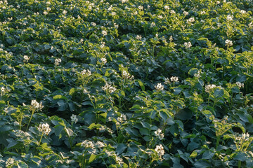 Potatoes blossom in the field, agricultural background