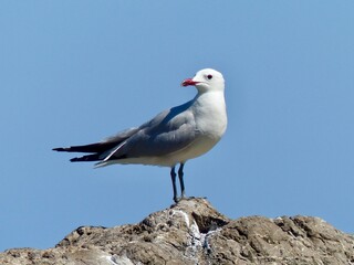 A close-up view of a seagull perched on a rugged rock with a bright blue sky above the Mediterranean Sea in Mallorca, Spain