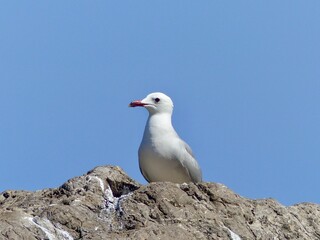 A close-up view of a seagull perched on a rugged rock with a bright blue sky above the Mediterranean Sea in Mallorca, Spain