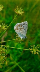 A close-up photograph of a vibrant blue butterfly perched gently on a small flower, highlighted against a soft green blurred background