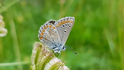 A close-up photograph of a vibrant blue butterfly perched gently on a small flower, highlighted against a soft green blurred background