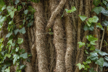 Floral background, tropical jungle forest