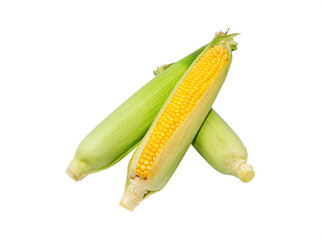 Corn cob isolated.  Sweet corn.