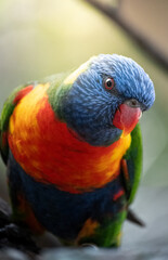 Naklejka premium retrato de loro colorido tropical 