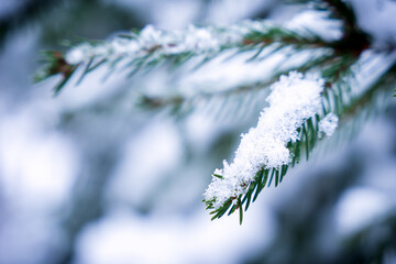 Close-up of a snow covered evergreen branch in a winter forest. Frosty needles and soft bokeh create a serene, cold seasonal atmosphere. Selective focus.