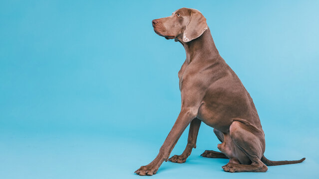Weimaraner dog posing, sitting in profile with an alert expression, showcasing purebred characteristics. Shot in a studio - Powered by Adobe