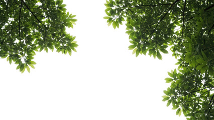 Fototapeta premium Green Leaves Against White Sky Background - Nature, Branch, Tranquility