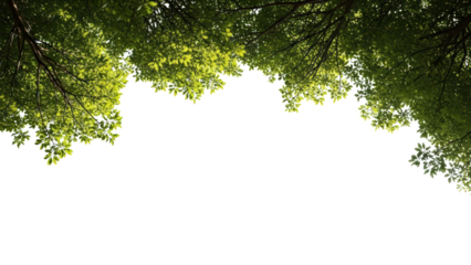 Green Trees Canopy, Overhead View, White Background, Nature, Fresh Air