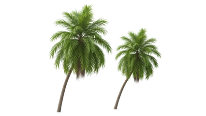 Palm Trees Isolated on White, Tropical Nature Background
